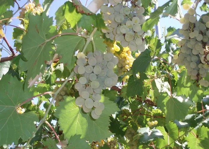 Διαμέρισμα Carmelo